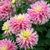 Dahlia 'Just Married'