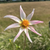 Dahlia 'Honka Fragile'