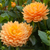 Dahlia 'Rancho'