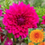 Dahlia Dinner Plate Companion Collection
