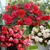 Begonia Odorata Collection (3)