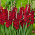 Gladiolus Gladdies 'Tom'