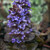 Plants for Clay Soil Collection
