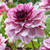Dahlia Crème Collection