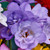 Cut Flower Collection
