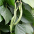 Vegetable Patch Seed Collection