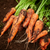 Vegetable Patch Seed Collection