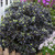 Pittosporum Collection x4