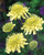 Scabiosa Ochroleuca 9cm