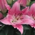 Dwarf Oriental Lily Collection