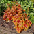 Heuchera 'Eternal Flame'
