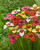 Tigridia Pavonia Mix (Exhibition Size Bulbs)