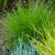 Festuca Collection