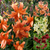 Tiger Lily Collection