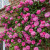 Rose Climbing Collection