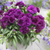 Dianthus Sunflor Collection