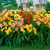 Hemerocallis Mix