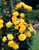 Climbing Rose Collection