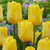 Tulip Caractere