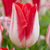 Tulip Kissable