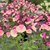 Salvia 'Peach Melba' 9cm
