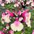 Salvia 'Peach Melba' 9cm
