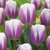 Tulip New Triumph Introductions Collection