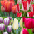 Tulip New Triumph Introductions Collection