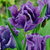 Tulip Unusual Parrot Collection