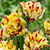 Tulip Unusual Parrot Collection