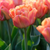 Tulip Double Early Unusual Collection