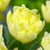 Tulip Double Early Unusual Collection