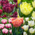 Tulip Double Early Unusual Collection