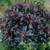 Plants for Sandy Soil Collection