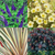 Plants for Sandy Soil Collection