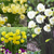 Narcissus bulbocodium Collection