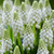 Muscari armeniacum 'White Pearl'