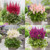 Astilbe chinensis 'Visions' Collection