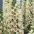 Digitalis Collection 9cm