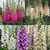 Digitalis Collection 9cm
