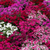 Dianthus Festival Mix