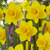 British Grown Daffodil Collection