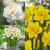 British Grown Daffodil Collection