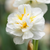 British Grown Daffodil Collection