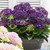 Hydrangea macrophylla Music Collection (x3)