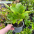 Hydrangea macrophylla Music Collection (x3)