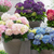 Hydrangea macrophylla Music Collection (x3)