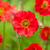 Geum 'Fiery Tempest' 2L