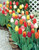 Tulip Long-Stemmed Mix
