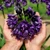 Agapanthus 'Black Jack'
